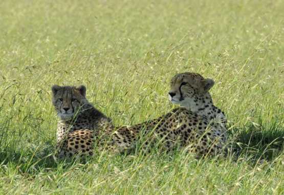 Geparden in der Massai Mara &copy; Foto: Svenja Penzel | Outback Africa