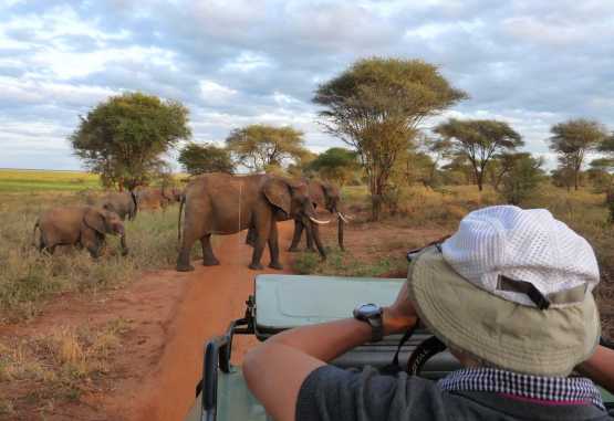 Pirschfahrt im Tarangire NP &copy; Foto: Ulrike Pârvu | Outback Africa