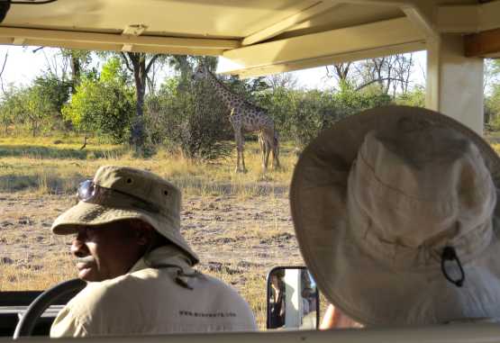 Auf Pirschfahrt in Moremi &copy; Foto: Susanne Schlesinger | Outback Africa
