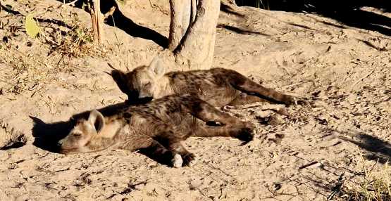 Herzallerliebste schlafende Hyänenkinder bei einer Pirschfahrt in der Nähe des Stanleys Camp &copy; Foto: Ulrike Pârvu | Outback Africa Erlebnisreisen