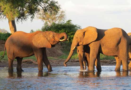 Elefanten am Sambesi, Sambia © Foto: Susanne Schlesinger | Outback Africa