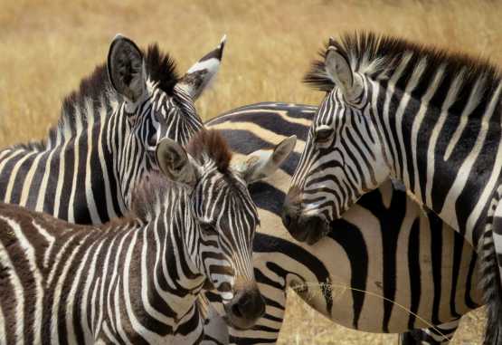 Zebras im Tarangire Nationalpark &copy; Foto: S. Schlesinger
