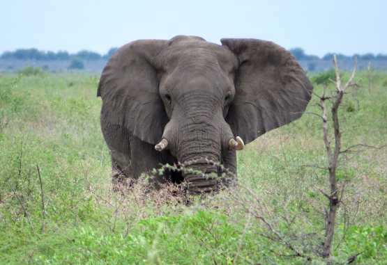 Elefant an der Straße nach Nata &copy; Foto: S.Schlesinger| Outback Africa