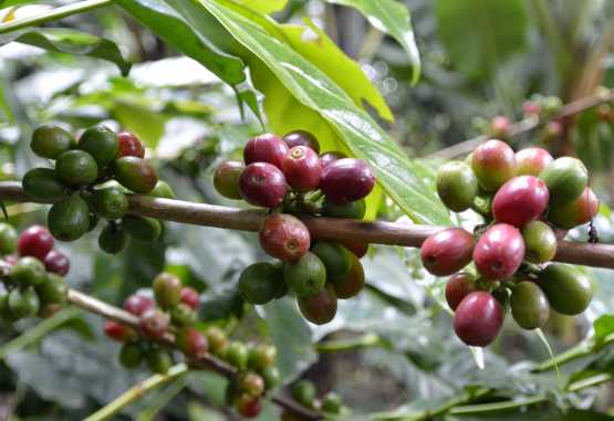 Kaffeekirschen am Strauch &copy; Foto: Susanne Schlesinger | Outback Africa