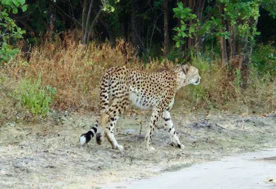 Gepard im Liwonde Nationalpark, Malawi &copy; Foto: Ulrike Pârvu | Outback Africa Erlebnisreisen