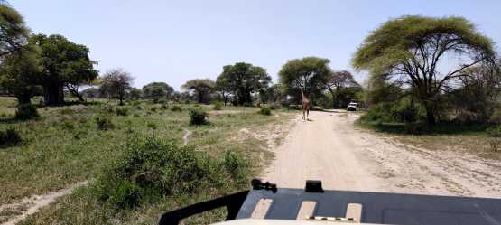 Pirschfahrt im Tarangire Nationalpark &copy; Foto: Justine Retzar | Outback Africa Erlebnisreisen