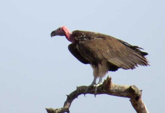 Ohrengeier; Tarangire Nationalpark &copy; Foto: S. Schlesinger