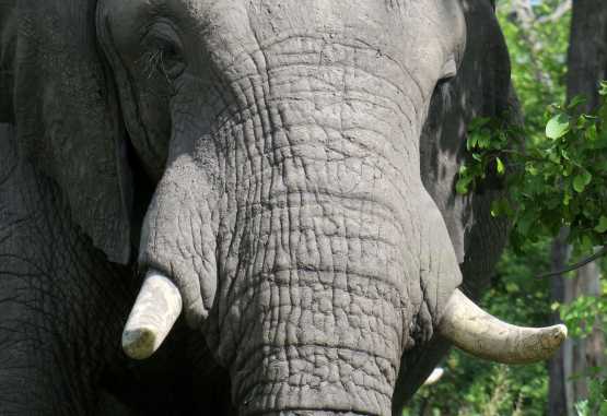 Elefant in Moremi &copy; Foto: Robert Schlesinger