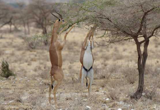 Gerenuks, Samburu Wiildreservat © Foto: Judith Nasse | Outback Africa