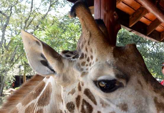 Giraffe Centre Nairobi,  Nahaufnahme einer Rothschildgiraffe mit dem typischen Horn auf der Stirn &copy; Foto: Susanne Schlesinger | Outback Africa