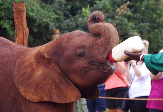 Sheldrick Wildlife Trust, Besuchsstunde am Vormittag &copy; Foto: Judith Nasse | Outback Africa