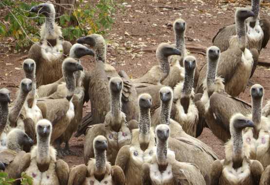 Weißrückengeier, Geierfütterung Victoria Falls Safari Lodge &copy; Foto: Susanne Schlesinger | Outback Africa