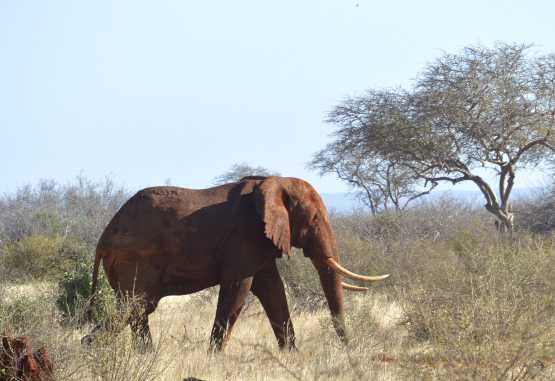 Tsavo Safari, Elefant © Foto: Susanne Schlesinger | Outback Africa