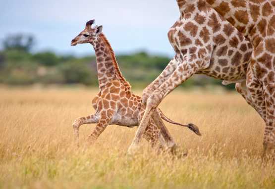 Junge Giraffe in der Kalahari © Foto: Bruce Taylor | Sunway Safaris