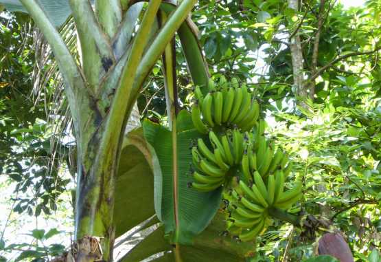 Bananenpflanze mit noch grünen Bananen &copy; Foto: Angelika Krüger | Outback Africa