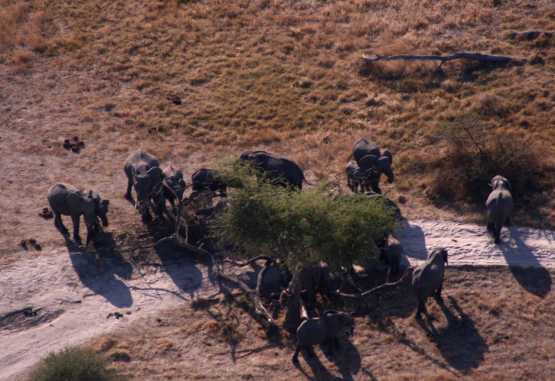 Elefantenherde im Okavangodelta &copy; Foto: Doreen Schütze | Outback Africa