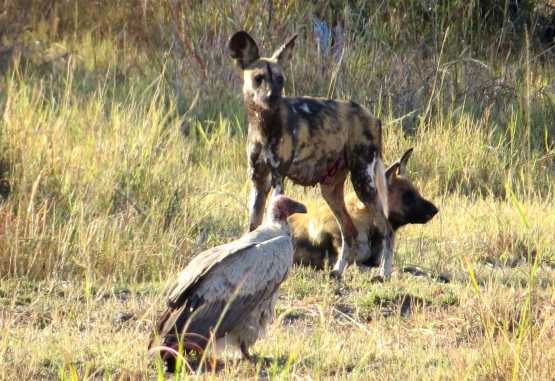 Wildhunde und Kappengeier im Khwai Wildreservat &copy; Foto: Susanne Schlesinger | Outback Africa