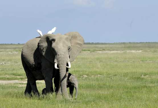 Elefant im Amboseli NP &copy; Foto: Svenja Penzel | Outback Africa