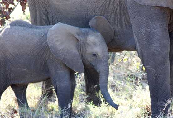 Elefant, Krüger Nationalpark &copy; Foto: Doreen Schütze | Outback Africa