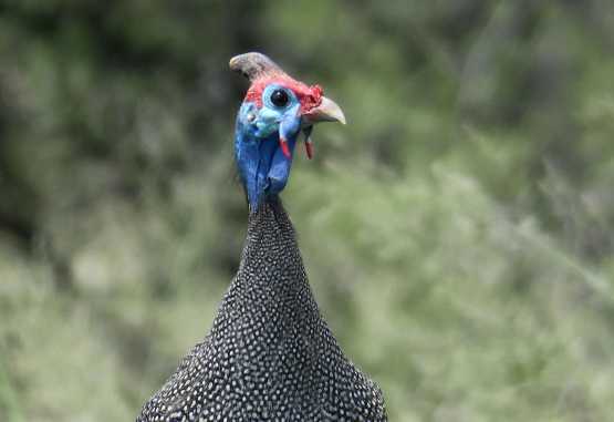 Helmperlhuhn, Moremi &copy; Foto: Robert Schlesinger