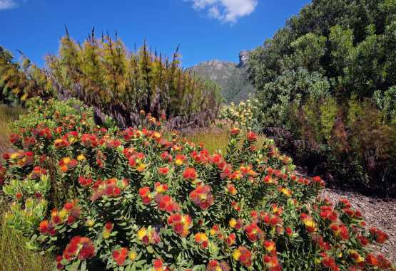 Einzigartige Artenvielfalt: Die für das Kap charakteristische Fauna, der Fynbos, kann mit einer unglaublichen Zahl unterschiedlicher Gewächse aufwarten. &copy; Foto: Nico Smit | Fotolia