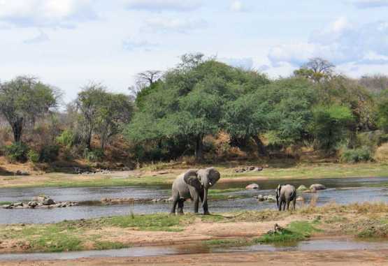 Elefanten am Ruaha River, Ruaha-Nationalpark. &copy; Foto: Svenja Penzel | Outback Africa