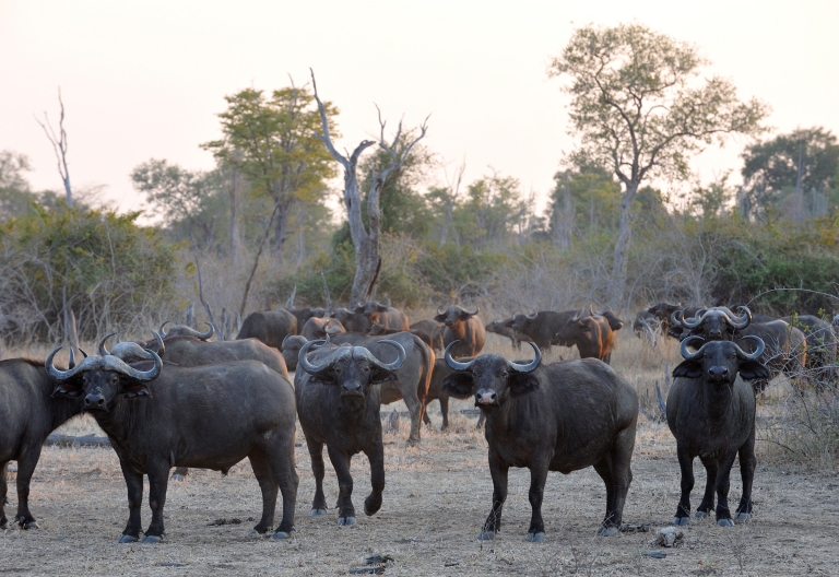 Büffel in South Luangwa © Foto: Marco Penzel | Outback Africa