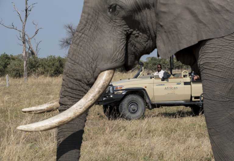 Pirschfahrt, Khwai Leadwood Camp © Foto: African Bush Camps