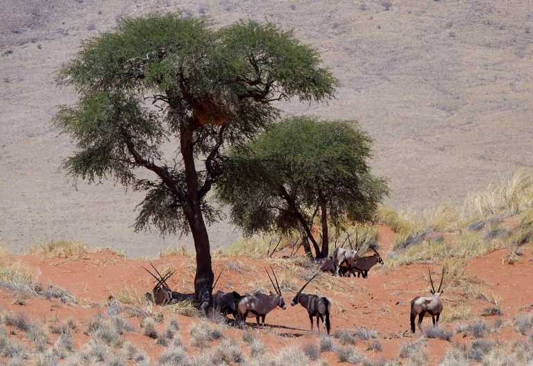 Wolwedans Dunes Lodge, Oryxe © Foto: Jens Döring | Outback Africa