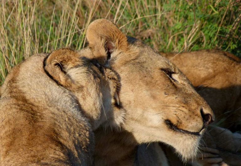 Rhino Post Safari Lodge, Löwenrudel © Foto: Jens Döring | Outback Africa