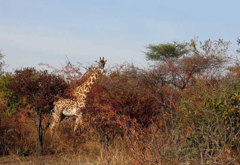 Giraffe im Ruaha Nationalpark © Foto: Svenja Penzel | Outback Africa