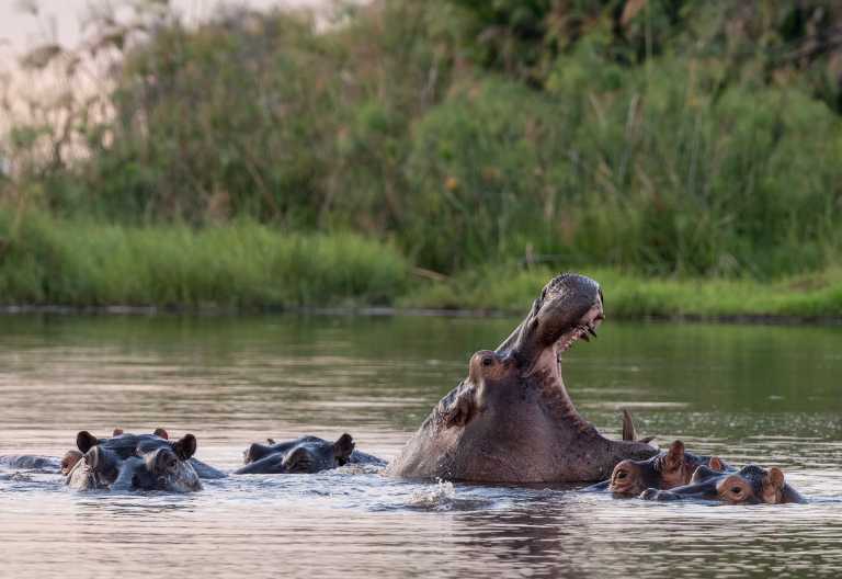 Flusspferde beim Kala Camp, Okavango-Delta © Foto: Marco Penzel | Outback Africa