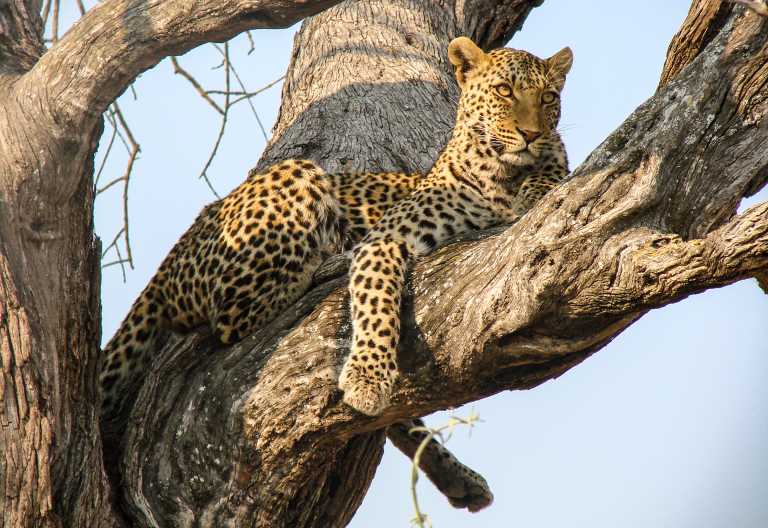 Leopard in Botswnaa © Foto: Kwando Safaris