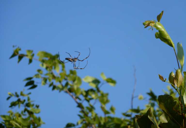 Musango Bush Camp, Pirschwanderung, Spinne © Foto: Ulrike Pârvu | Outback Africa