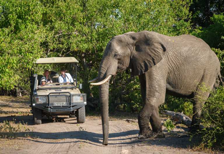 Pirschfahrt im Chobe Nationalpark, Chobe Game Lodge © Foto: Dana Allen for Desert&Delta