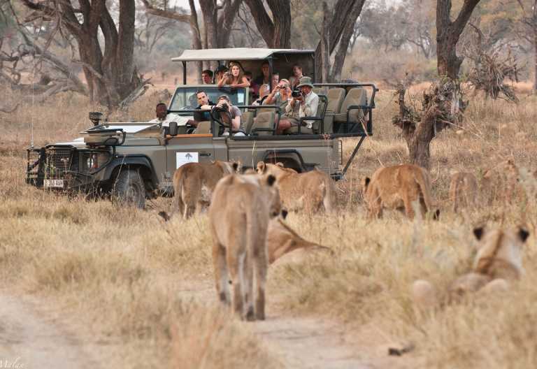 Pirschfahrtglück in Khwai, Machaba Camp © Foto: Shaun Malan for Machaba Safaris