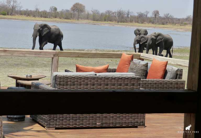 Elefanten an der  Kwikamba Pan vor der Nogatsaa Chobe Lodge © Foto: Nogatsaa Chobe Lodge