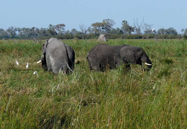 Elefanten in den Gomoti Plains © Foto: Ulrike Pârvu | Outback Africa