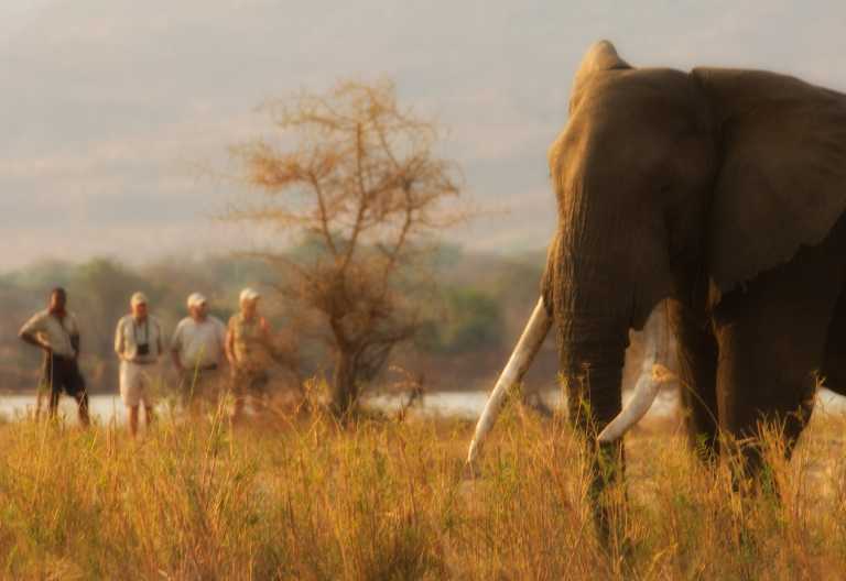 Pirschwanderung in Mana Pools © Foto: African Bush Camps