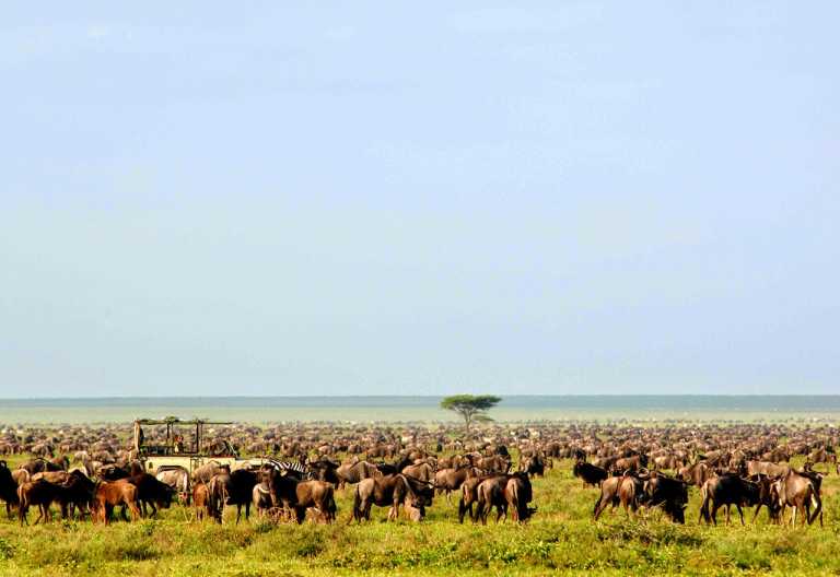 Serengeti Safari Camp, auf Pirschfahrt mitten in einer Tierherde
