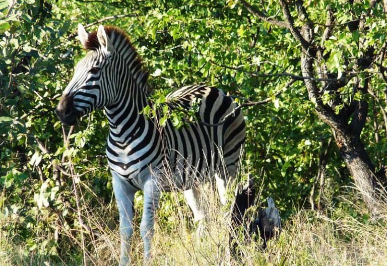Zebra am Sango Safari Camp © Foto: Ulrike Pârvu | Outback Africa