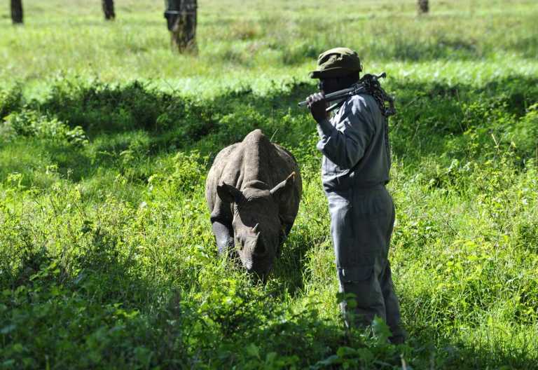 Lewa Conservancy, Junges Nashorn und Ranger © Foto: Svenja Penzel | Outback Africa