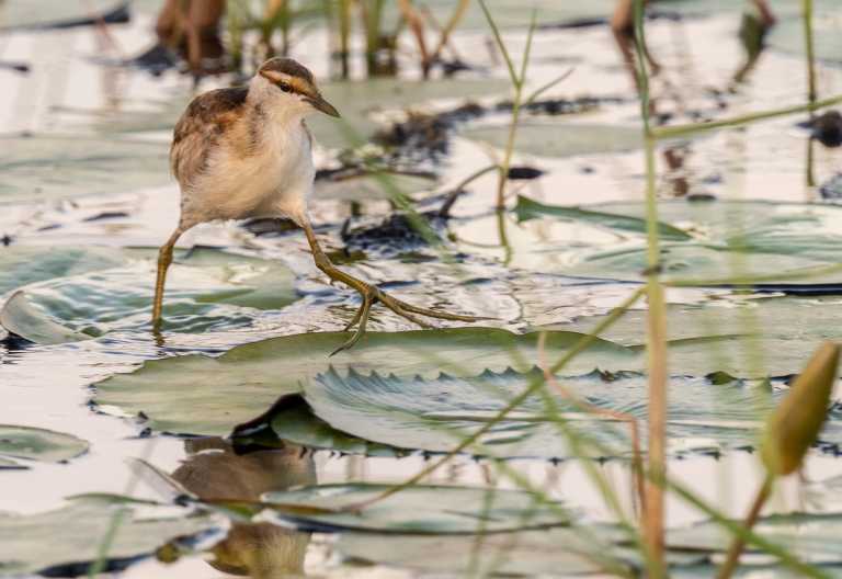 Seltener Vogel: Zwergblatthühnchen (Lesser jacana) im Okavango-Delta © Foto: Marco Penzel | Outback Africa
