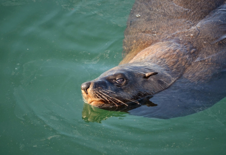 Seelöwe in Hout Bay © Foto: Ines Schulze