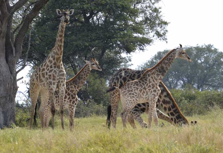 Camelthorn Lodge, Hide © Foto: Ulrike Pârvu | Outback Africa
