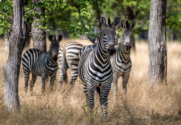 Zebras im Liwonde Nationalpark © Foto: Dana Allen | Robin Pope Safaris