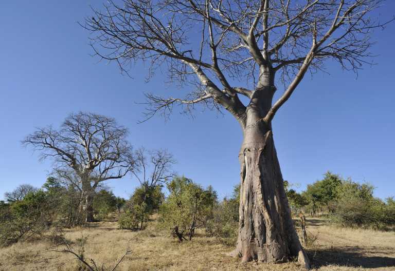 Baobabs in dem Abschnitt des Nationalparks, der den Gästen der Zambezi Crescent Lodge vorbehalten ist. © Foto: Marco Penzel | Outback Africa