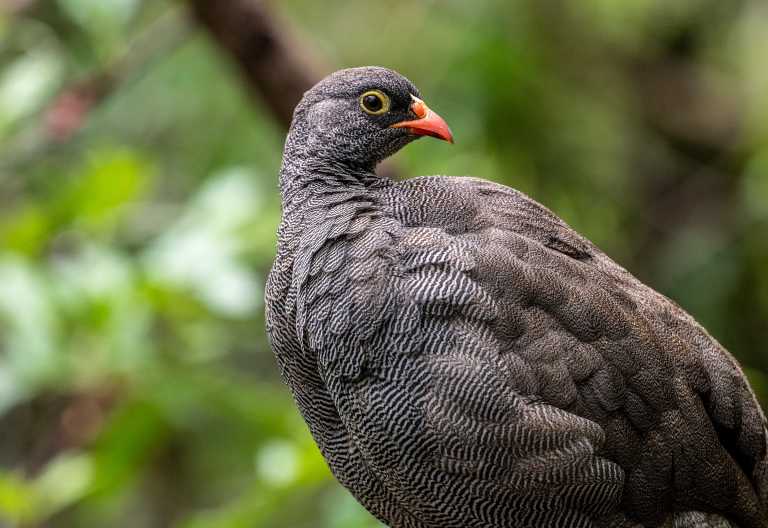 Rotschnabel-Frankolin © Foto: Marco Penzel | Outback Africa