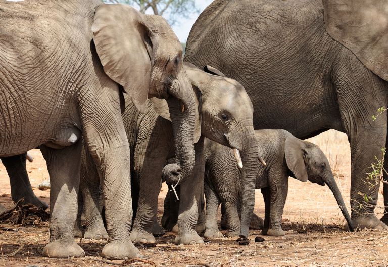 Elefanten im Tarangire Nationalpark &copy; Foto: Marco Penzel | Outback Africa
