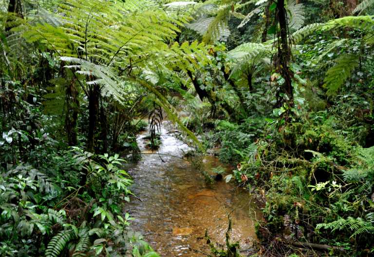Riesige Farne und eine faszinierende Landschaft in Bwindi. © Foto: Svenja Penzel | Outback Africa